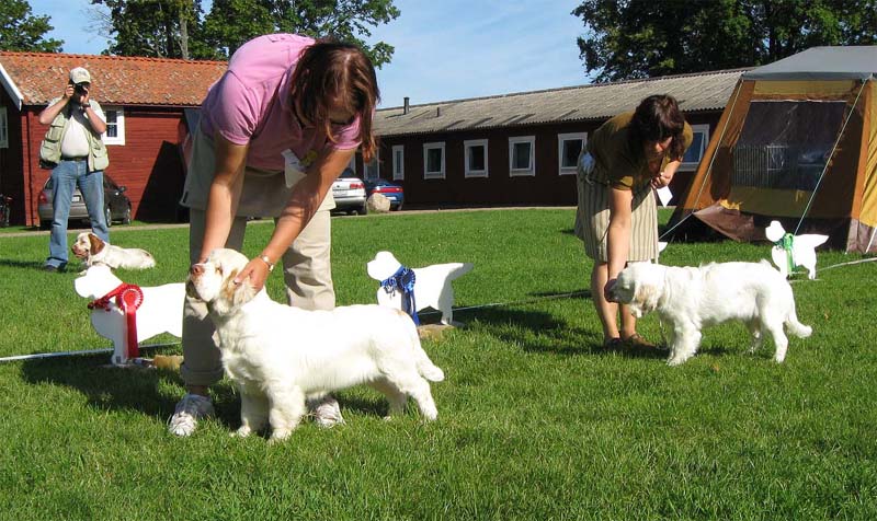 Bumbaa_Medivi_Smecka_BISPuppy_1