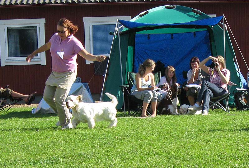 Bumbaa_Medivi_Smecka_BISPuppy_3