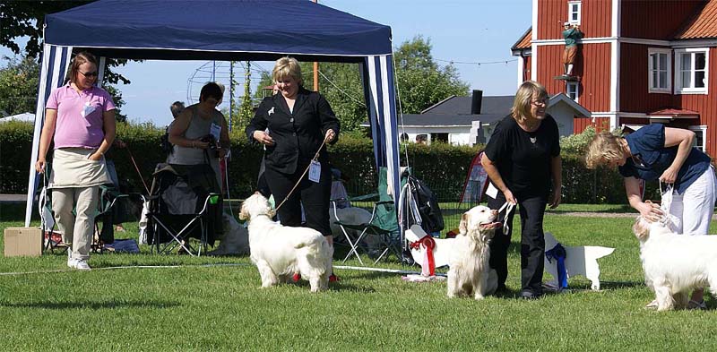 Intermediate_DogsClass