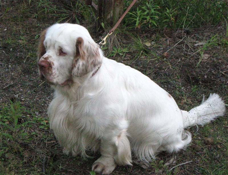 Nexus_Spice_Twice_Vanguard_in_Sweden