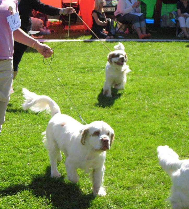 ST_Viking_Finn_2ndJuniorClass_4