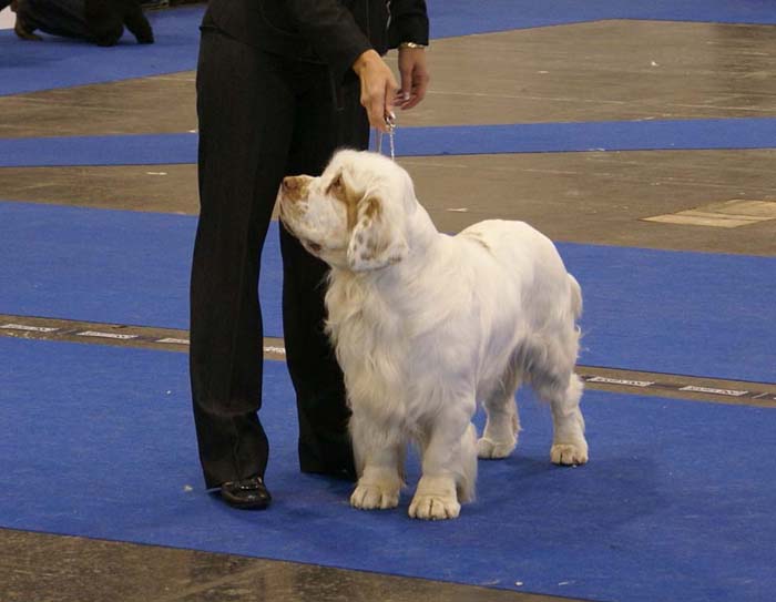 ClubShow_Badyan_Medvedi_Smecka