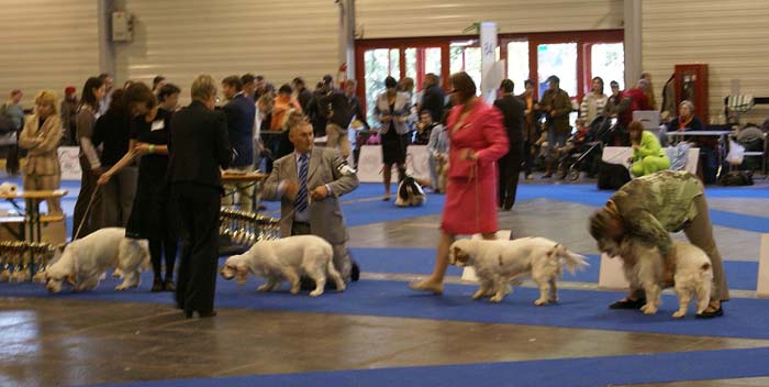 ClubShow_Junior_Bitches