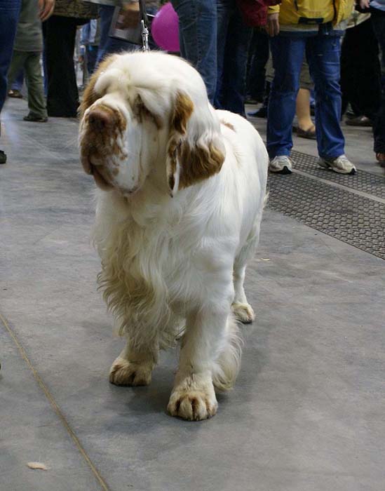 EUW_Baileys_Medvedi_Smecka_e