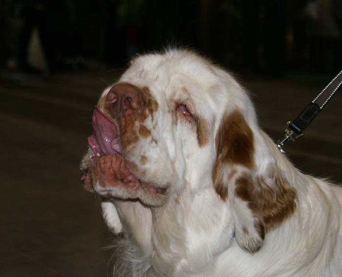 EUW_Baileys_Medvedi_Smecka_loves_cookies