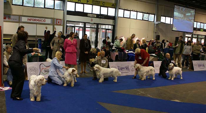 EUW_Intermediate_Dogs