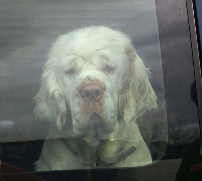 Travelling_to_Budapest_Bumbaa_b