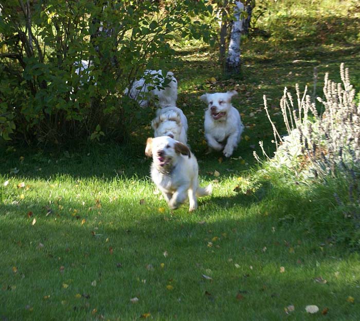 WayBackHome_inSweden_a