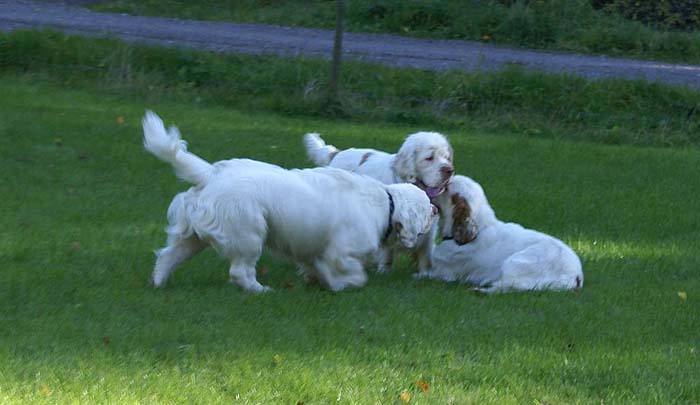 WayBackHome_inSweden_d