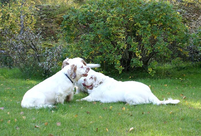 WayBackHome_inSweden_i