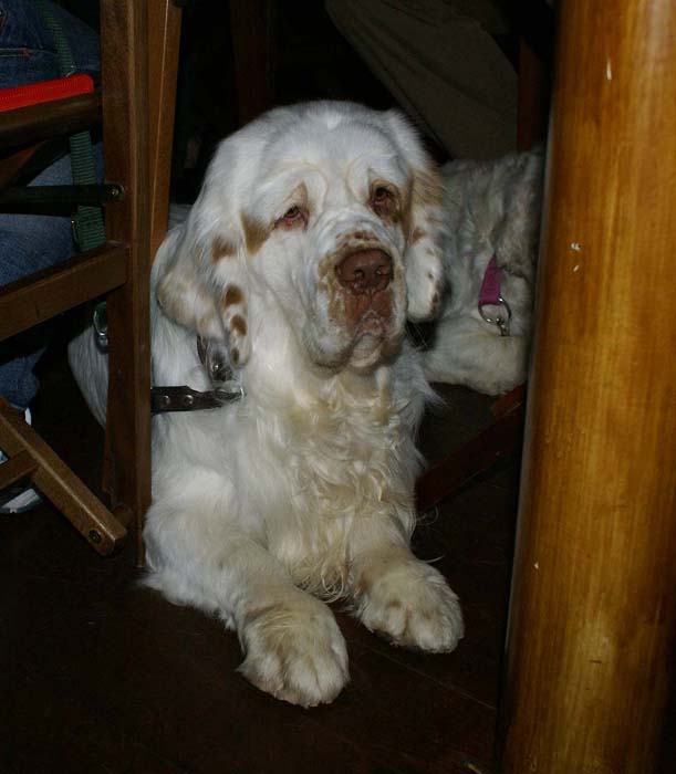 dinner_Badyan_Medvedi_Smecka