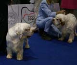 EUW_BadyanMedvediSmecka_BaileysMedvediSmecka