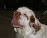 EUW_Baileys_Medvedi_Smecka_loves_cookies