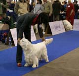 EUW_Belcrum_Billy_the_Kid_b