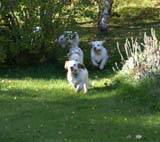 WayBackHome_inSweden_a