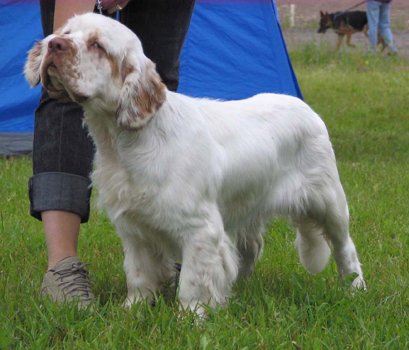 Bosse_BOB-puppy_8months_b