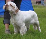 Bosse_BOB-puppy_8months_b