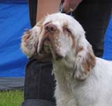 Bosse_BOB-puppy_8months_d