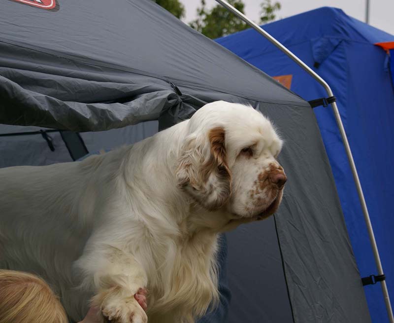 Nexus_SpiceTwice_Vanguard_b