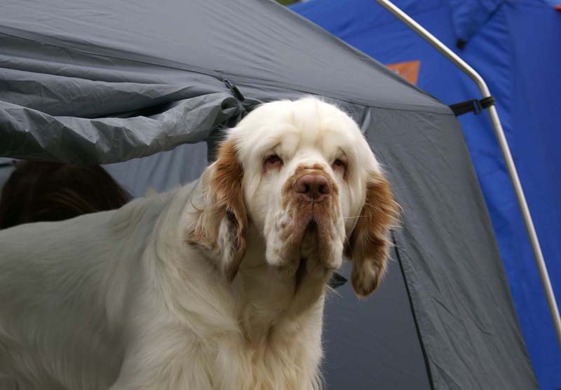 Nexus_SpiceTwice_Vanguard_d