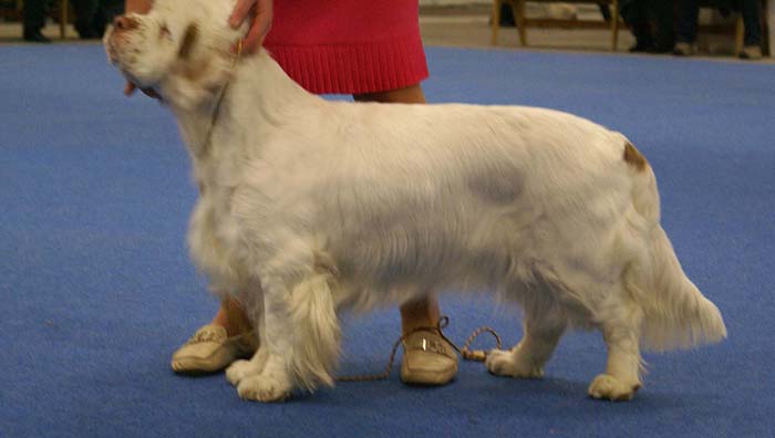 Bumbaa_Medvedi_Smecka_c