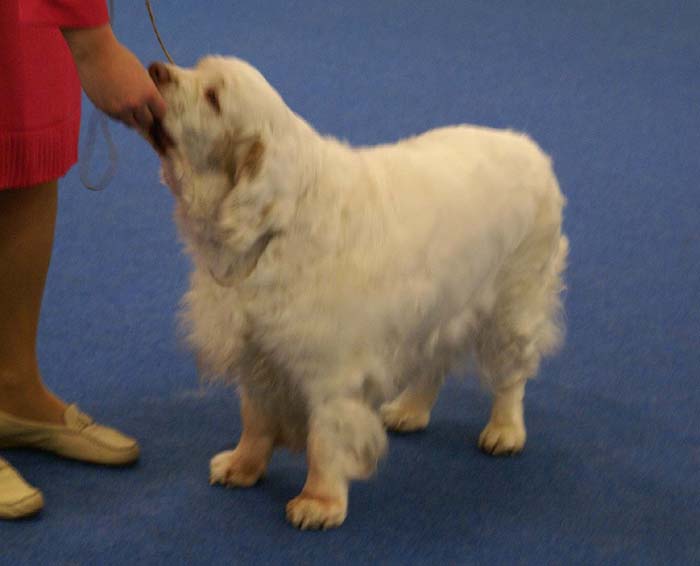 Minas_White_Chelsea_e