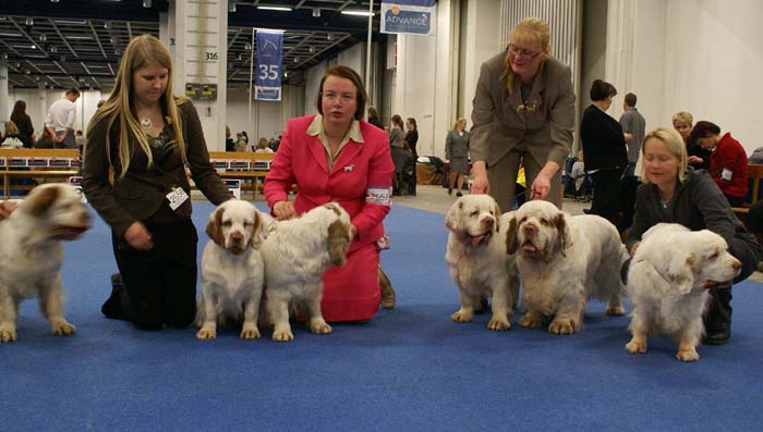 Minas_White_Chelsea_offspring