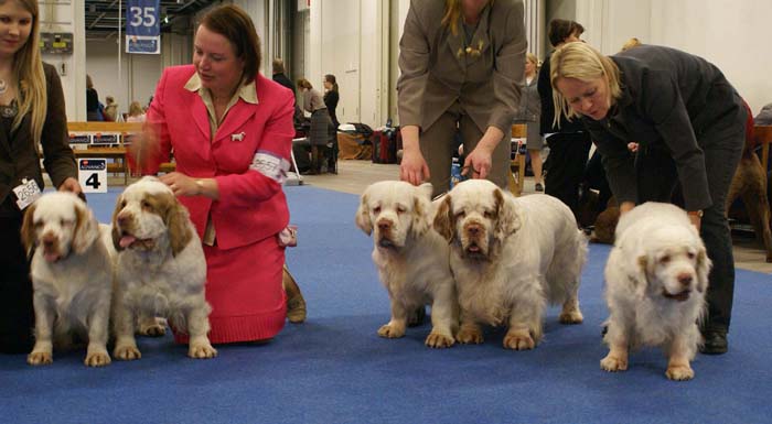 Minas_White_Chelsea_offspring_d