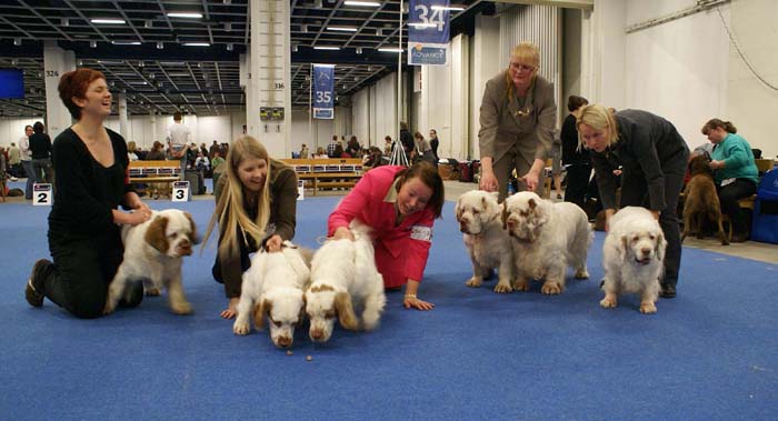 Minas_White_Chelsea_offspring_g