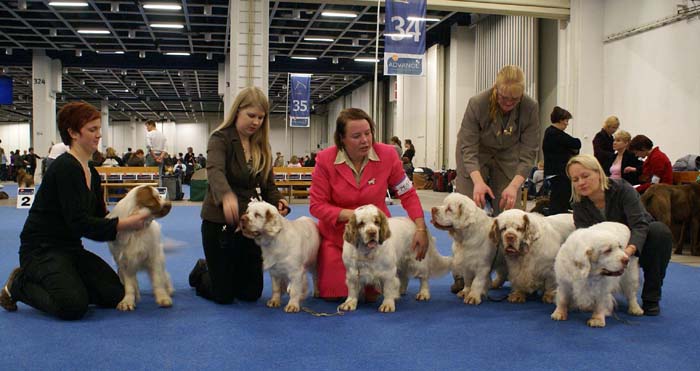 Minas_White_Chelsea_offspring_i