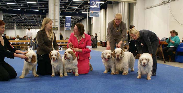 Minas_White_Chelsea_offspring_k