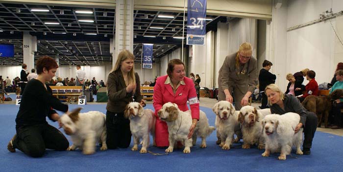 Minas_White_Chelsea_offspring_l