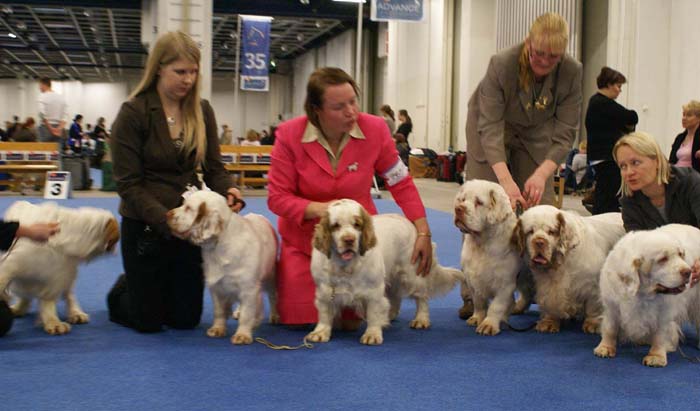 Minas_White_Chelsea_offspring_m