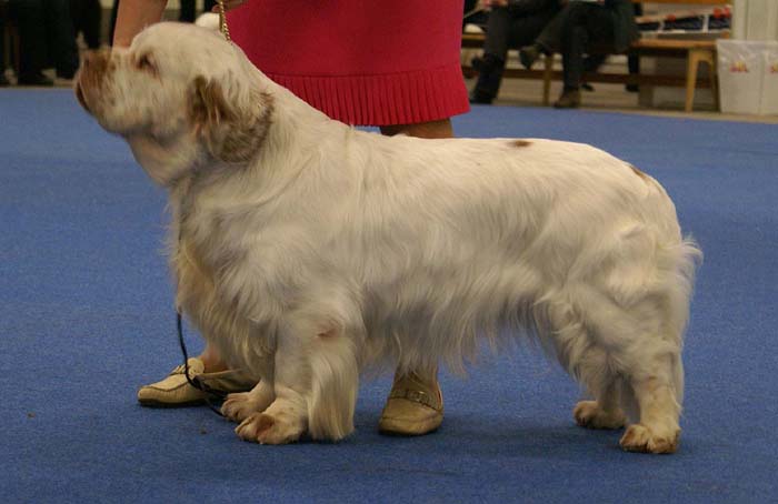 NexusSpiceTwiceVanguard_a