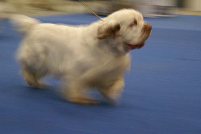 NexusSpiceTwiceVanguard_b