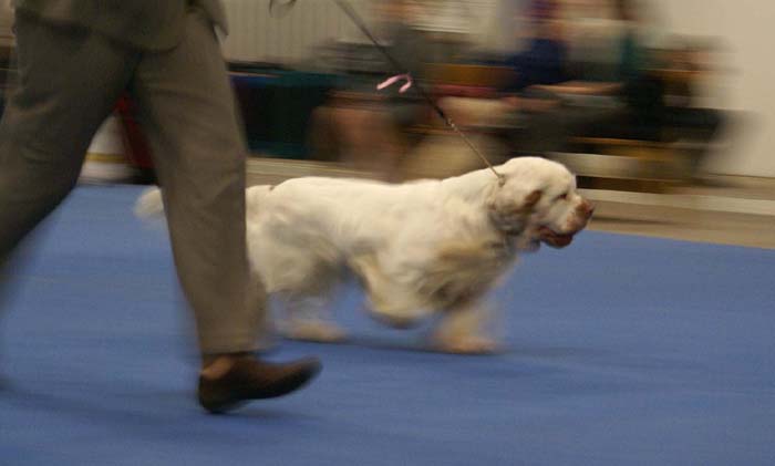 NexusSpiceTwiceVanguard_c