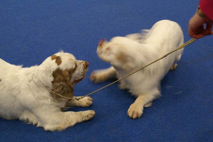 ST_Holy_Moly_ST_Yes_or_Snow_b