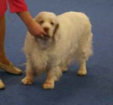 Minas_White_Chelsea_f