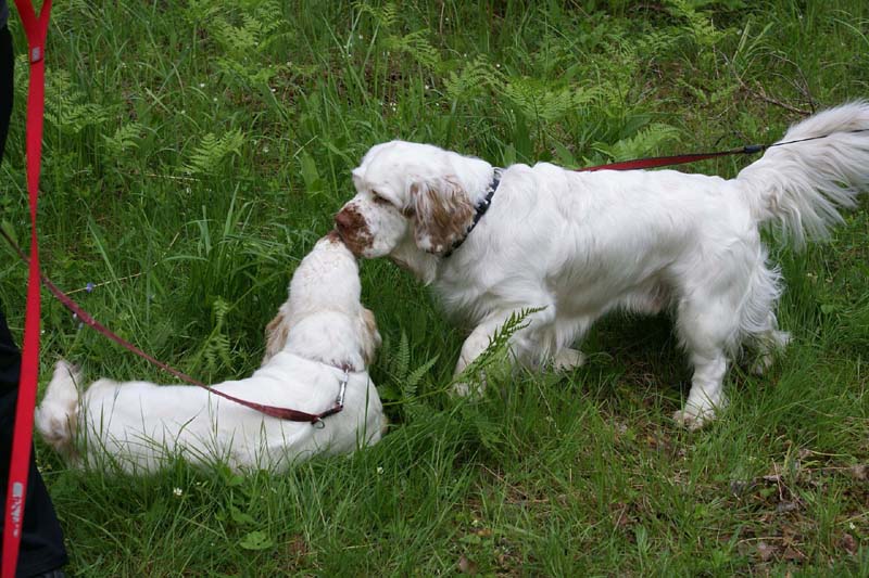 SpiceTwice_hunting_training_june2009_Mambo_Hilla