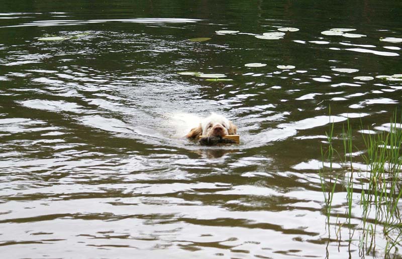 SpiceTwice_hunting_training_june2009_Mambo_b