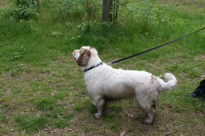 SpiceTwice_hunting_training_june2009_Molly