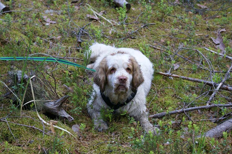 SpiceTwice_hunting_training_june2009_Molly_b