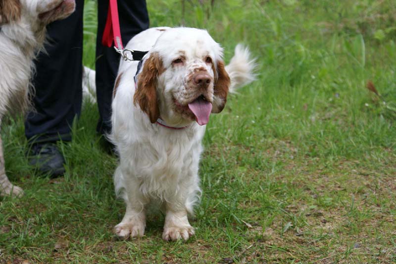 SpiceTwice_hunting_training_june2009_Onni