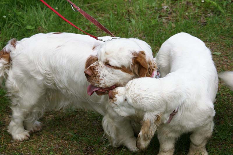 SpiceTwice_hunting_training_june2009_Onni_Hilla