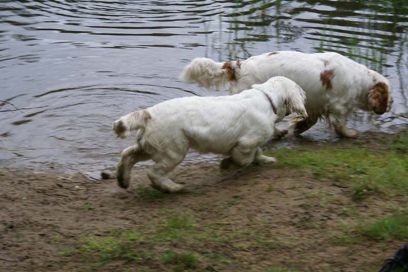 SpiceTwice_hunting_training_june2009_Onni_Hilla_c