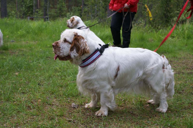 SpiceTwice_hunting_training_june2009_Onni_b