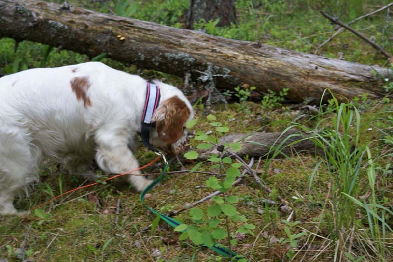 SpiceTwice_hunting_training_june2009_Onni_c