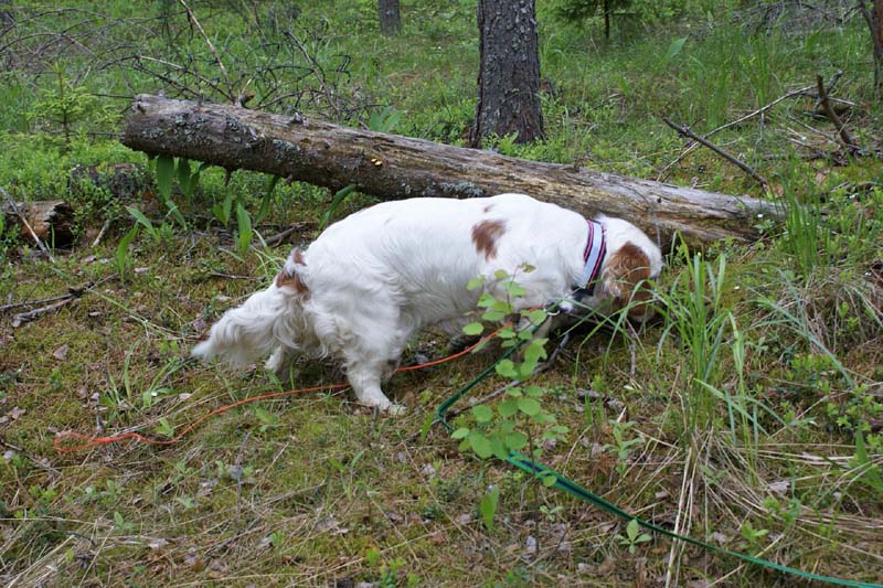 SpiceTwice_hunting_training_june2009_Onni_d