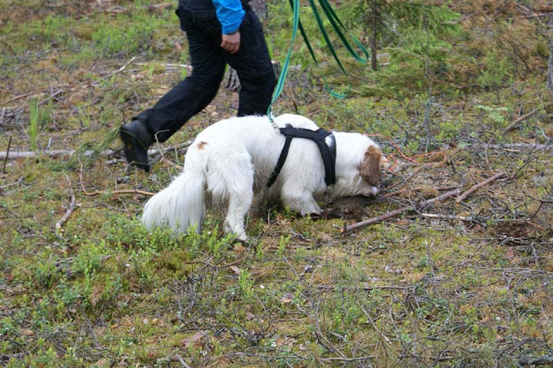 SpiceTwice_hunting_training_june2009_Sisu