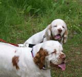 SpiceTwice_hunting_training_june2009_Onni_Hilla_b